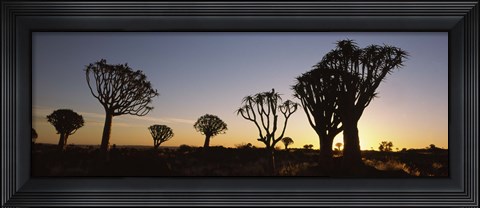 Framed Silhouette of Quiver trees (Aloe dichotoma) at sunset, Namibia Print