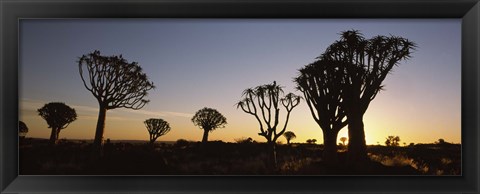 Framed Silhouette of Quiver trees (Aloe dichotoma) at sunset, Namibia Print