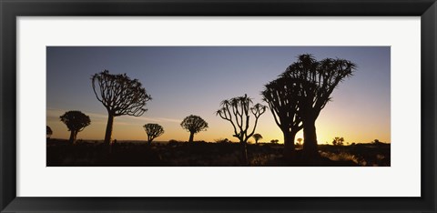 Framed Silhouette of Quiver trees (Aloe dichotoma) at sunset, Namibia Print