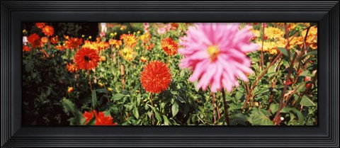 Framed Dahlia flowers in a park, Stuttgart, Baden-Wurttemberg, Germany Print
