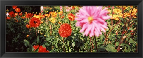 Framed Dahlia flowers in a park, Stuttgart, Baden-Wurttemberg, Germany Print