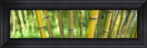 Framed Close-up of bamboo, California, USA Print