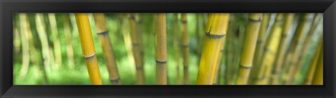 Framed Close-up of bamboo, California, USA Print