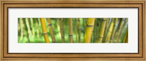 Framed Close-up of bamboo, California, USA Print
