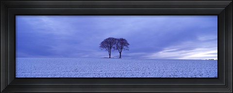Framed Twin trees in a snow covered landscape, Warter Wold, Warter, East Yorkshire, England Print