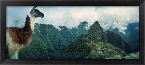 Framed Alpaca (Vicugna pacos) on a mountain with an archaeological site in the background, Inca Ruins, Machu Picchu, Cusco Region, Peru Print