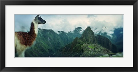 Framed Alpaca (Vicugna pacos) on a mountain with an archaeological site in the background, Inca Ruins, Machu Picchu, Cusco Region, Peru Print