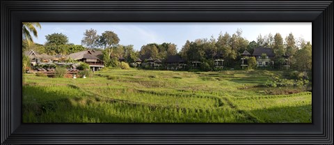 Framed Rice fieldst, Chiang Mai, Thailand Print