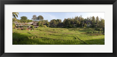 Framed Rice fieldst, Chiang Mai, Thailand Print