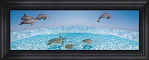 Framed Bottlenose Dolphin Jumping While Turtles Swimming Under Water Print