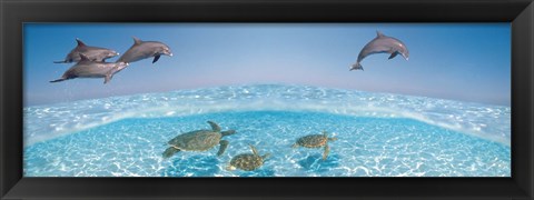 Framed Bottlenose Dolphin Jumping While Turtles Swimming Under Water Print