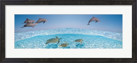Framed Bottlenose Dolphin Jumping While Turtles Swimming Under Water Print