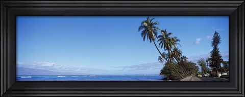 Framed Palm trees on the coast, Lahaina, Maui, Hawaii, USA Print