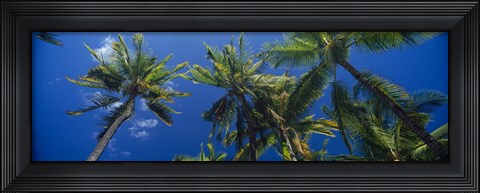 Framed Palm Trees, Maui, Hawaii (low angle view) Print