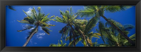 Framed Palm Trees, Maui, Hawaii (low angle view) Print