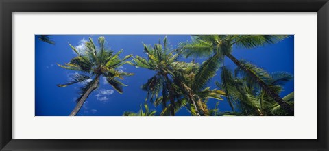 Framed Palm Trees, Maui, Hawaii (low angle view) Print