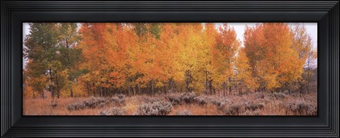 Framed Jackson Hole in Autumn Print