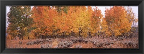 Framed Jackson Hole in Autumn Print