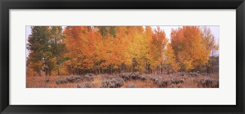 Framed Jackson Hole in Autumn Print