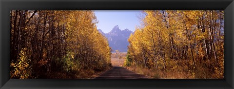 Framed Road passing through a forest, Grand Teton National Park, Teton County, Wyoming, USA Print