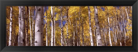 Framed Forest, Grand Teton National Park, Teton County, Wyoming, USA Print