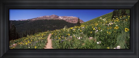 Framed Wildflowers in a field with Mountains, Crested Butte, Colorado Print