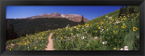 Framed Wildflowers in a field with Mountains, Crested Butte, Colorado Print