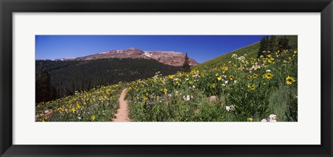 Framed Wildflowers in a field with Mountains, Crested Butte, Colorado Print