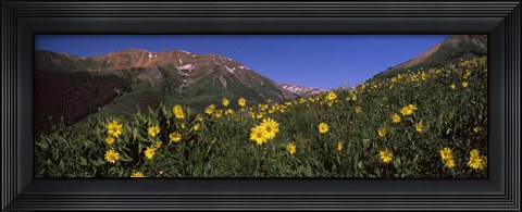 Framed Wildflowers in a forest, Kebler Pass, Crested Butte, Gunnison County, Colorado, USA Print