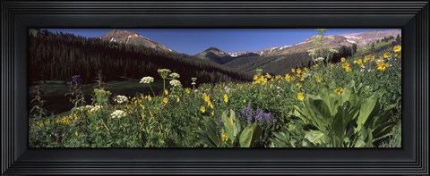 Framed Wildflowers in a forest, West Maroon Pass, Crested Butte, Gunnison County, Colorado, USA Print