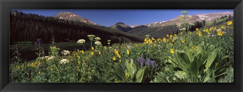 Framed Wildflowers in a forest, West Maroon Pass, Crested Butte, Gunnison County, Colorado, USA Print