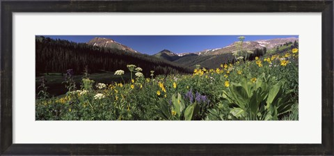 Framed Wildflowers in a forest, West Maroon Pass, Crested Butte, Gunnison County, Colorado, USA Print