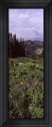 Framed Forest, Washington Gulch Trail, Crested Butte, Gunnison County, Colorado (vertical) Print
