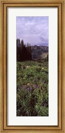 Framed Forest, Washington Gulch Trail, Crested Butte, Gunnison County, Colorado (vertical) Print