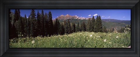 Framed Forest, Kebler Pass, Crested Butte, Gunnison County, Colorado, USA Print