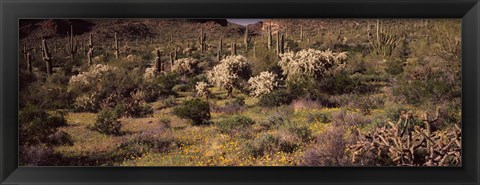 Framed Saguaro cacti (Carnegiea gigantea) on a landscape, Organ Pipe Cactus National Monument, Arizona, USA Print