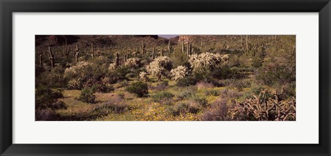 Framed Saguaro cacti (Carnegiea gigantea) on a landscape, Organ Pipe Cactus National Monument, Arizona, USA Print