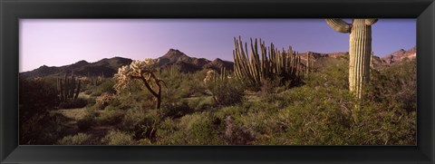 Framed Organ Pipe cactus, Arizona Print