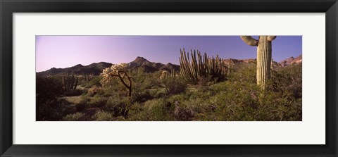 Framed Organ Pipe cactus, Arizona Print