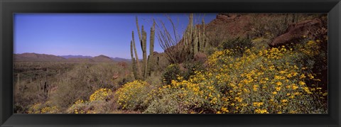 Framed Organ Pipe cactus and yellow wildflowers, Arizona Print