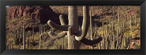 Framed Cacti on a landscape, Arizona Print