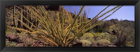 Framed Plants on a landscape, Organ Pipe Cactus National Monument, Arizona (horizontal) Print