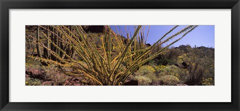 Framed Plants on a landscape, Organ Pipe Cactus National Monument, Arizona (horizontal) Print