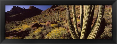 Framed Desert Landscape, Organ Pipe Cactus National Monument, Arizona, USA Print