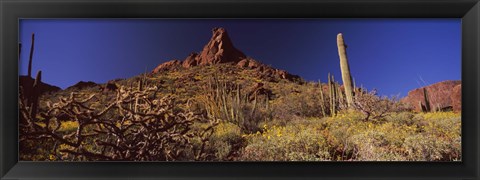 Framed Organ Pipe Cactus National Monument, Arizona Print