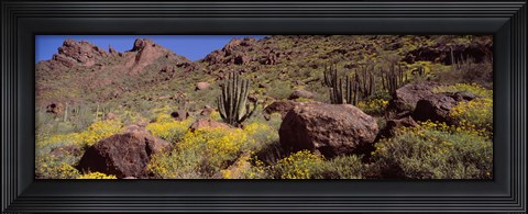 Framed Cacti with wildflowers on a landscape, Organ Pipe Cactus National Monument, Arizona, USA Print
