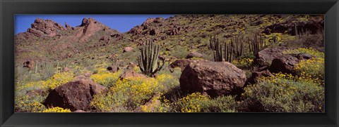 Framed Cacti with wildflowers on a landscape, Organ Pipe Cactus National Monument, Arizona, USA Print