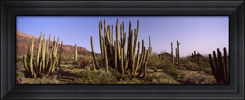 Framed Organ Pipe Cacti on a Landscape, Organ Pipe Cactus National Monument, Arizona, USA Print