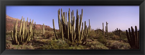 Framed Organ Pipe Cacti on a Landscape, Organ Pipe Cactus National Monument, Arizona, USA Print