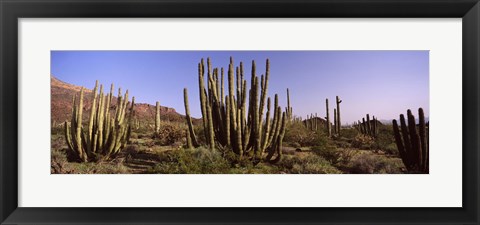 Framed Organ Pipe Cacti on a Landscape, Organ Pipe Cactus National Monument, Arizona, USA Print